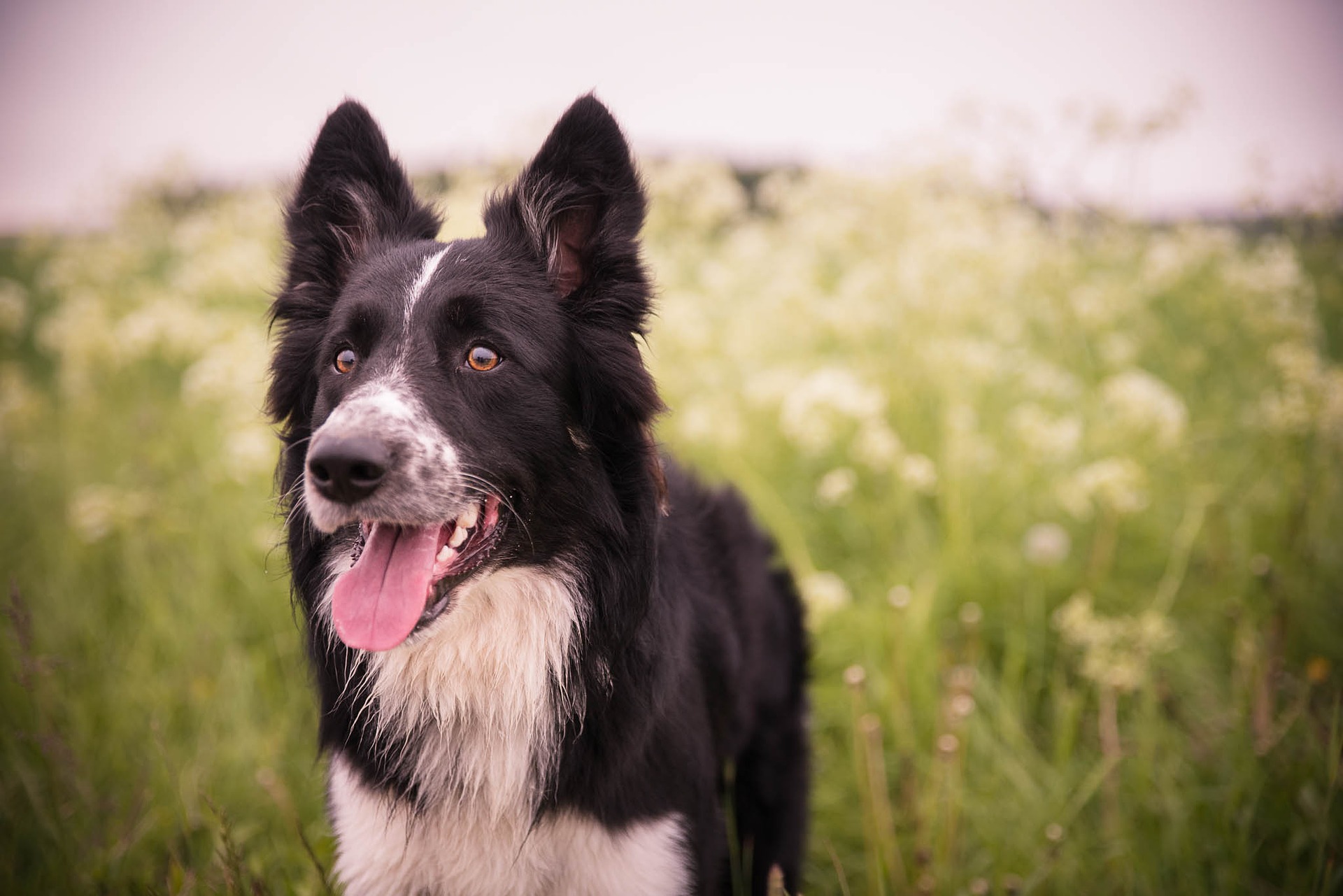 dog-2501240_1920
