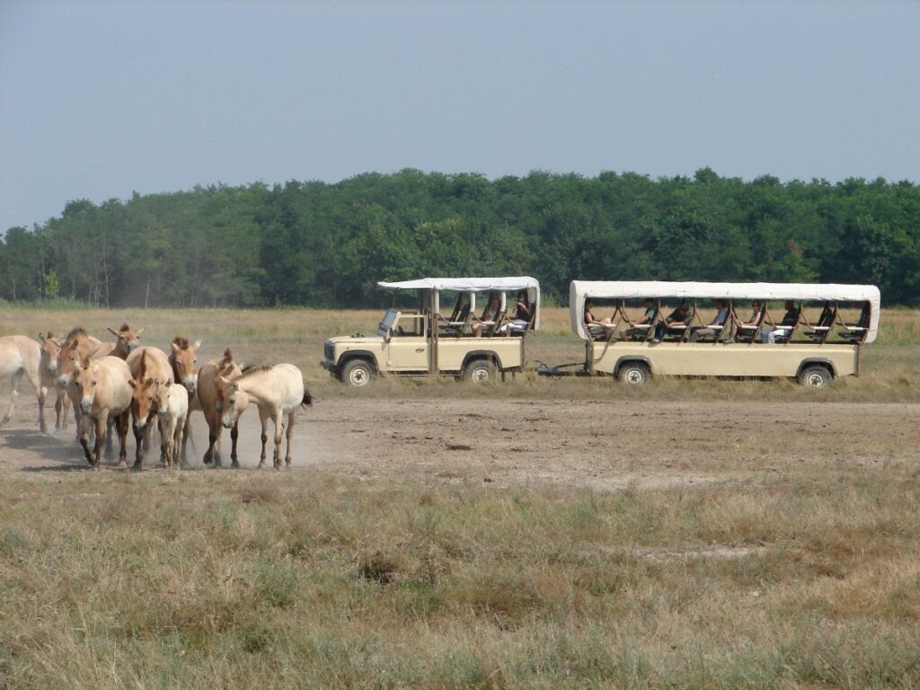 A Nagyerdei Park -Tripadvisor