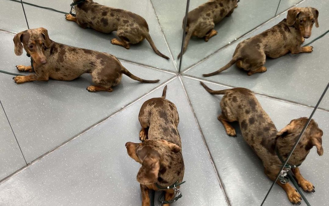 Egy estére a kutyák előtt is megnyitja kapuit egy bécsi múzeum